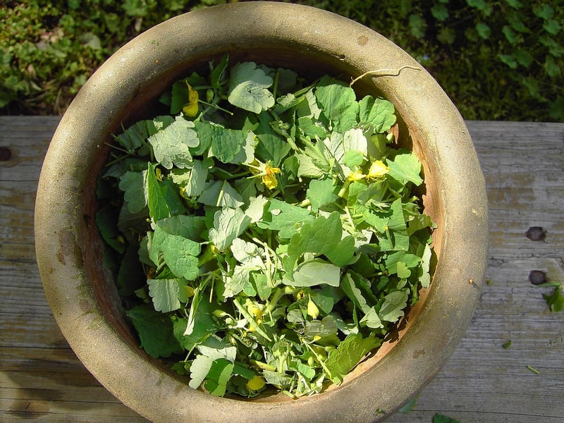 Secrets of Plant Alchemy